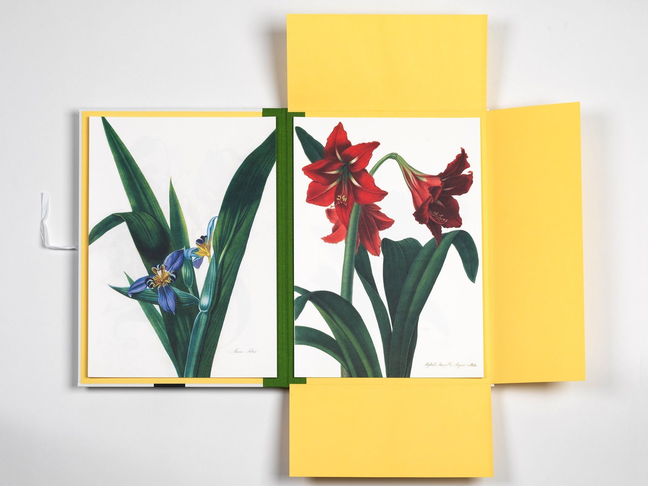 Portfolio Τέχνης - Flower Prints | Pepin