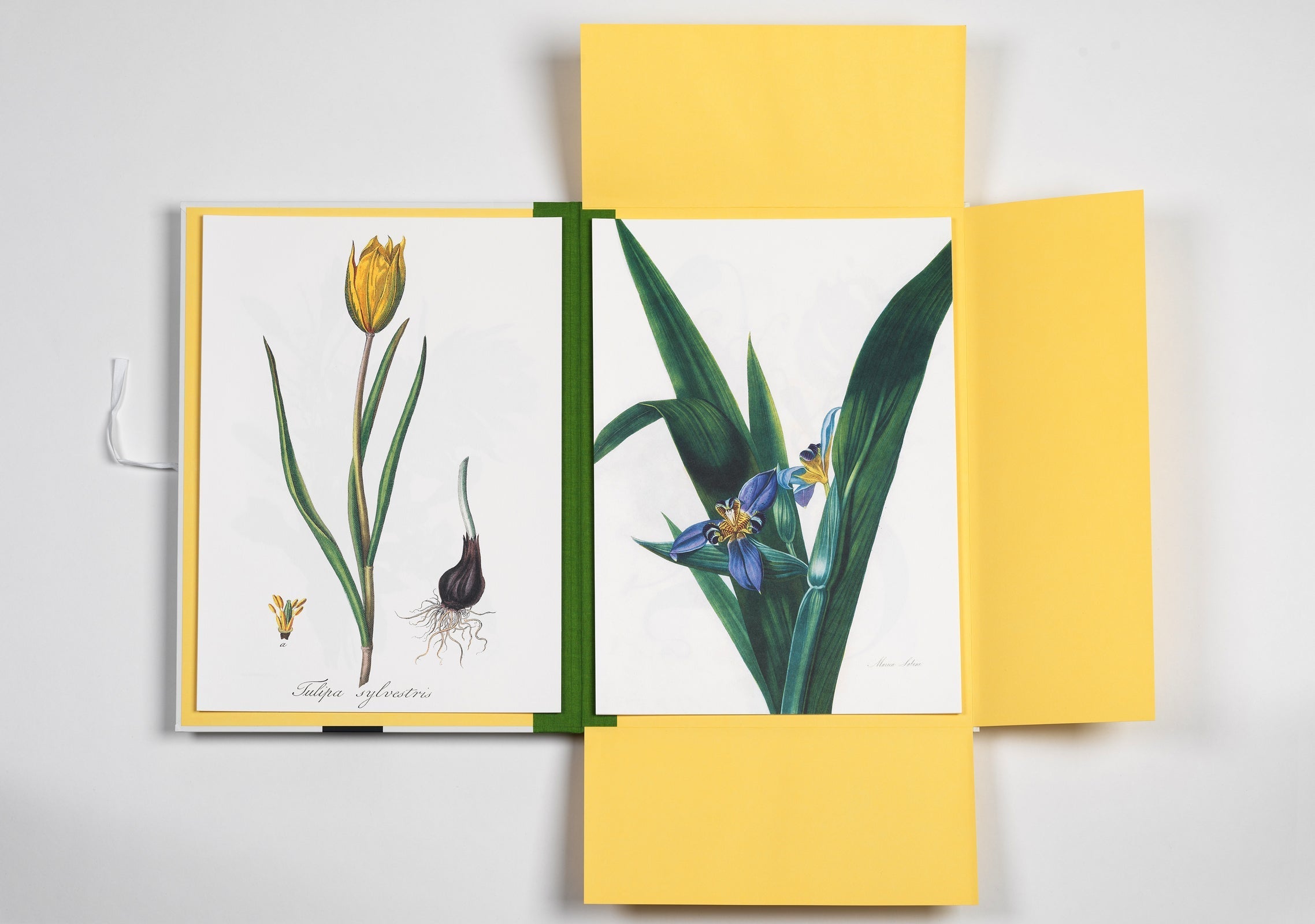 Portfolio Τέχνης - Flower Prints | Pepin
